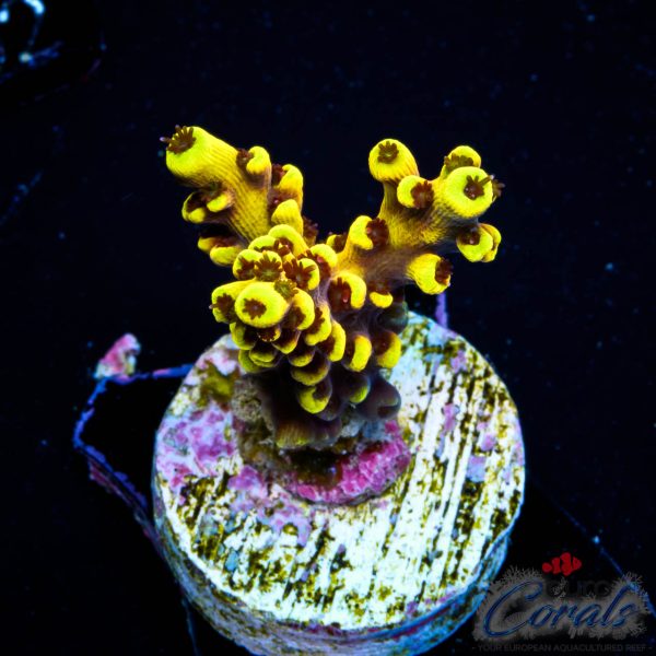 EC Super Yellow Wolverine Acro NEW