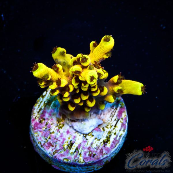 EC Super Yellow Wolverine Acro NEW