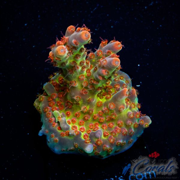 EC Akil’s Sea Of Flames Acro EX