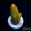 EC Golden Mammoth Red Tips Spathulata NEW
