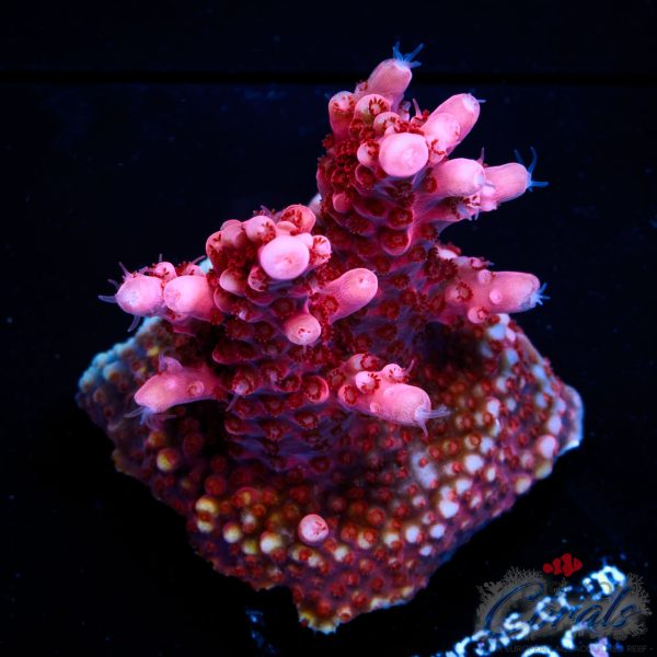 EC Red Octopus Acro