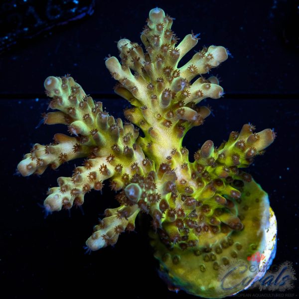 EC Hellblade Acro NEW