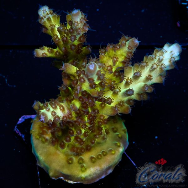 EC Hellblade Acro NEW