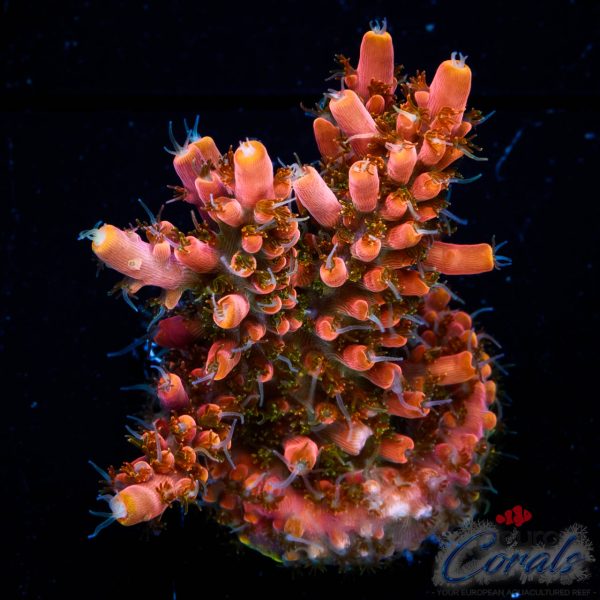 EC Akil’s Mango Flamingo Acro NEW EX