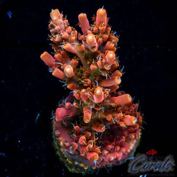 EC Akil’s Mango Flamingo Acro NEW EX