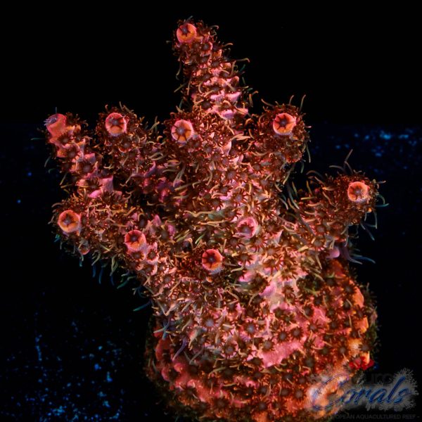 EC Jack Sparrow Acro NEW EX