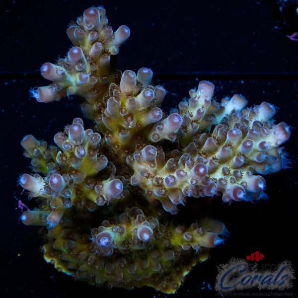 EC Purple Grapes Acro