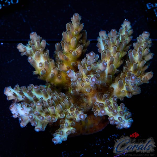 EC Purple Grapes Acro