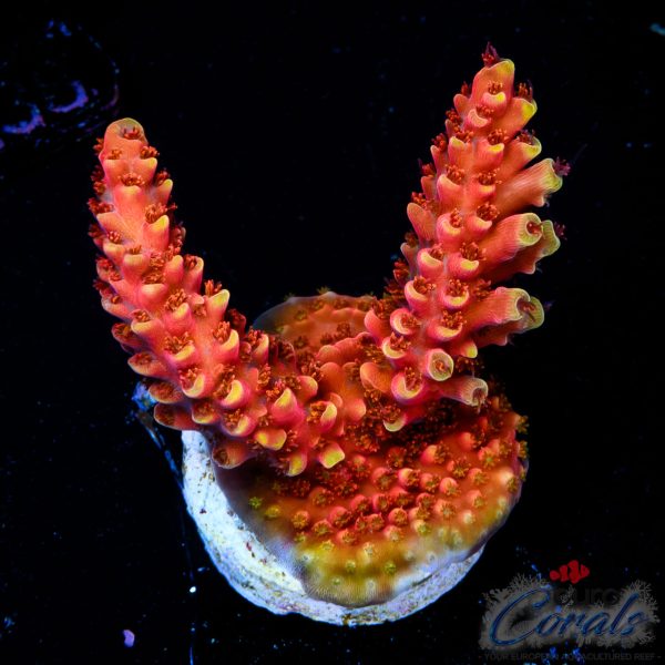 EC Akil’s Terra Red Acro NEW