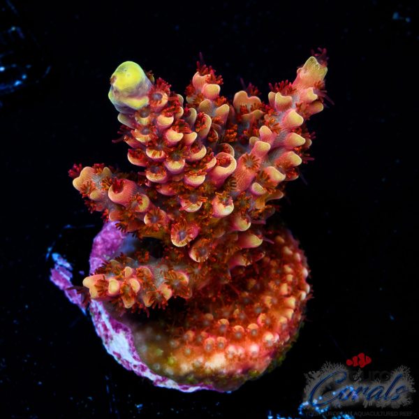 EC Akil’s Terra Red Acro NEW