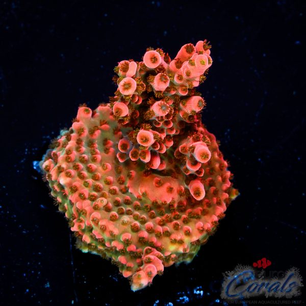 EC Funfetti Table Acro NEW