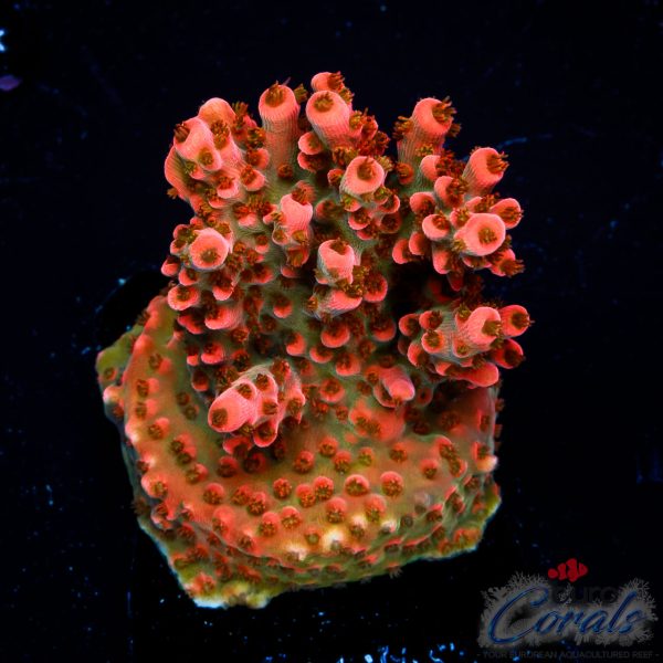 EC Funfetti Table Acro NEW