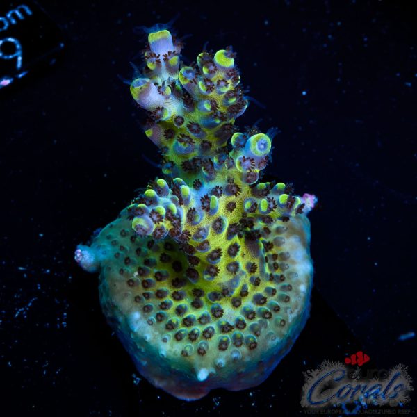 EC Akil’s BlackBerry Acro NEW