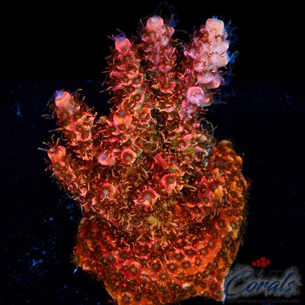 EC Jack Sparrow Acro NEW EX