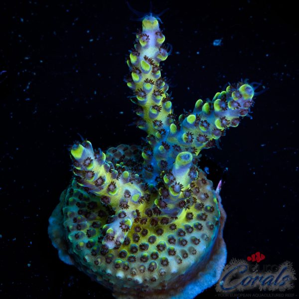 EC Akil’s BlackBerry Acro NEW