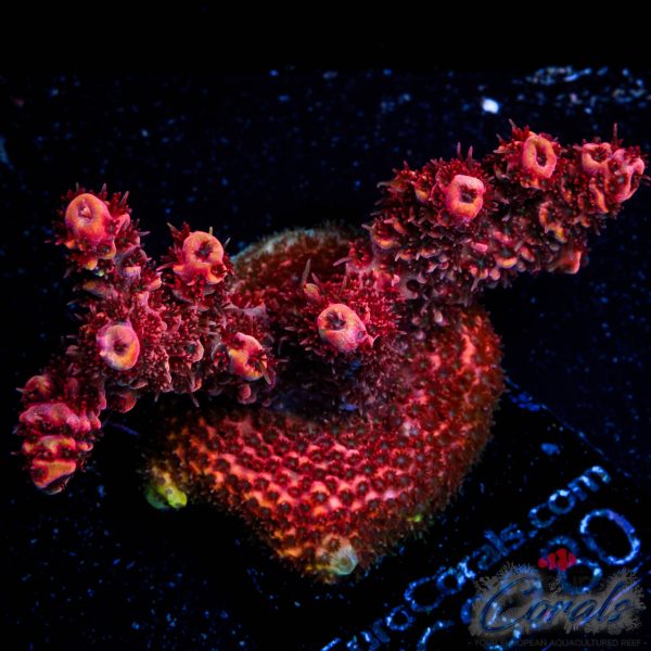 EC Akil’s Red Torch Acro NEW EX