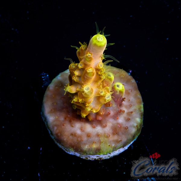 EC Akil’s Golden Jawdropper Acro