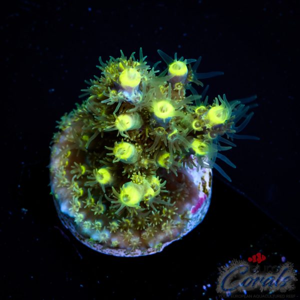 EC Blue Firefly Acro