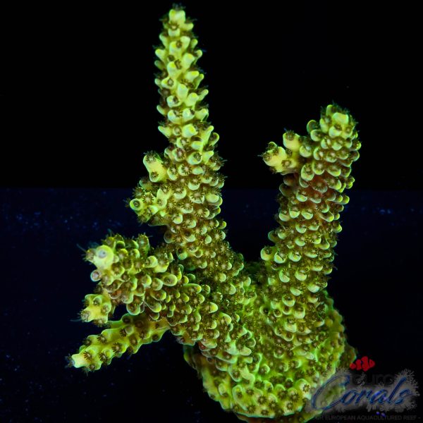 EC Toxic Waste Acro XL