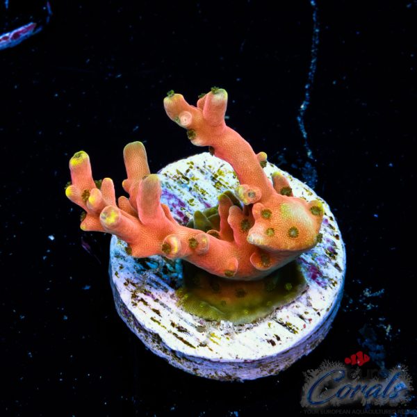 EC Akil’s CandyLand Acro EX