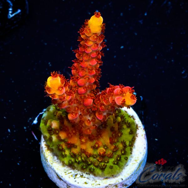 EC Akil’s DeadPool Acro NEW