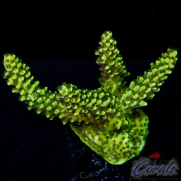 EC Toxic Waste Acro XL