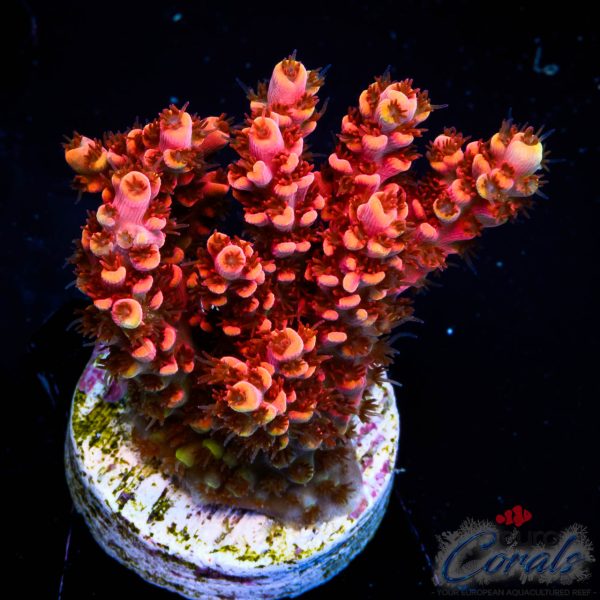 EC WOW Table Acro EX