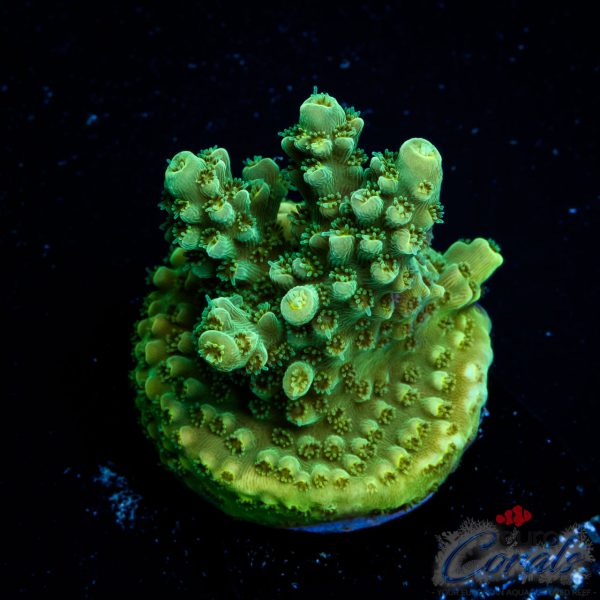 EC Red Hot Hat Digit Acro