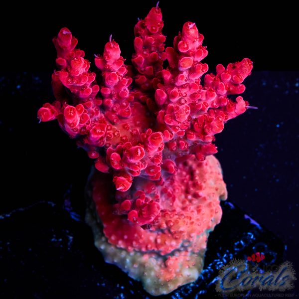 EC Red Diablo Acro XL