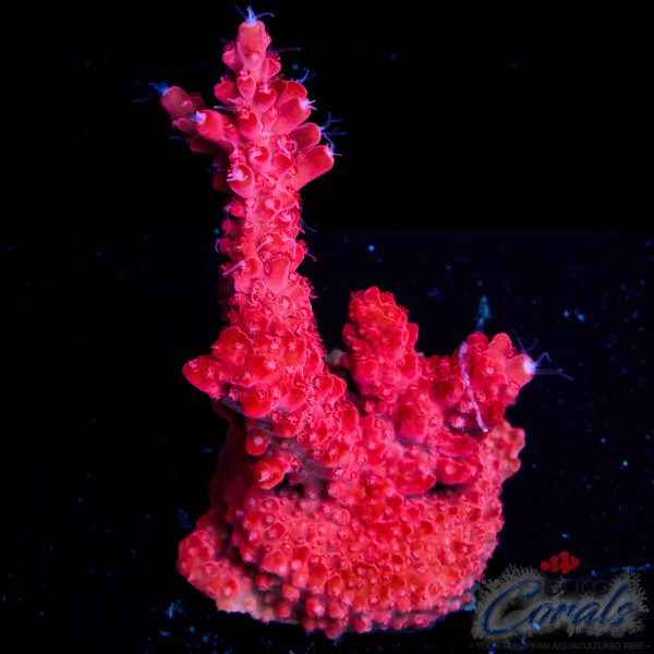 EC Red Diablo Acro L