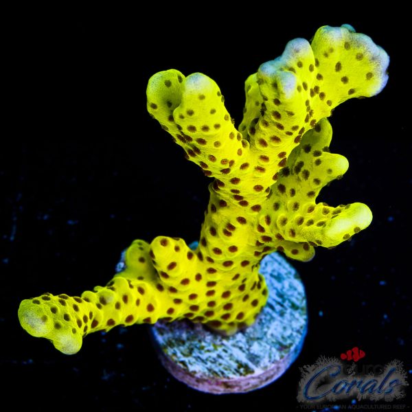 EC Incredible Hulk Digi NEW