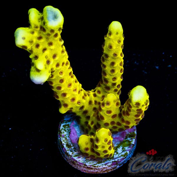 EC Incredible Hulk Digi NEW