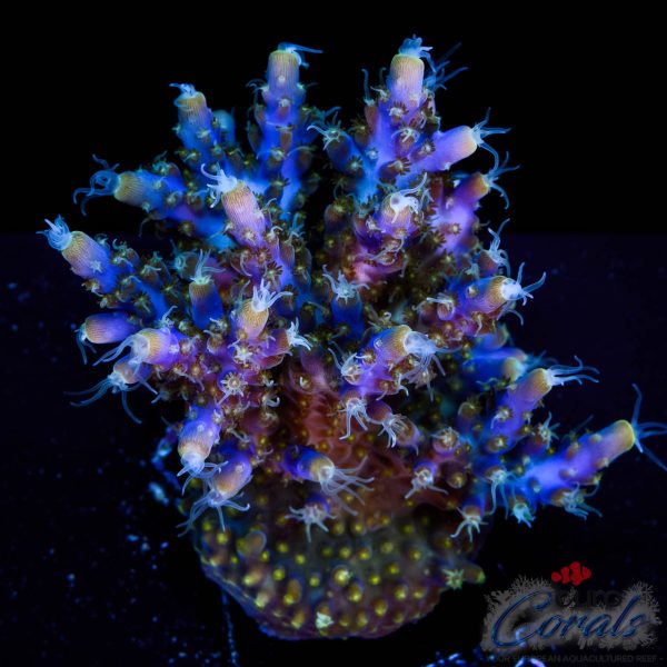 EC Blue Candle Acro XL