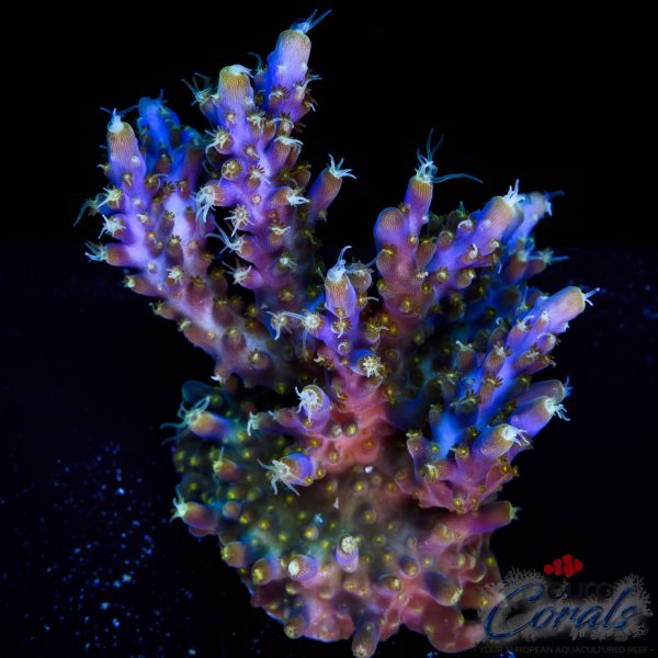 EC Blue Candle Acro XL