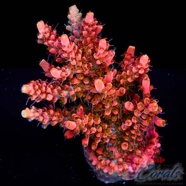 EC Akil’s Mango Flamingo Acro NEW EX XL