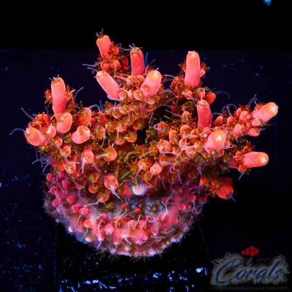 EC Akil’s Mango Flamingo Acro NEW EX L