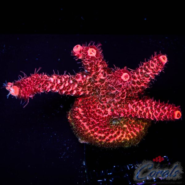 EC McJingles Rainbow Mille XL