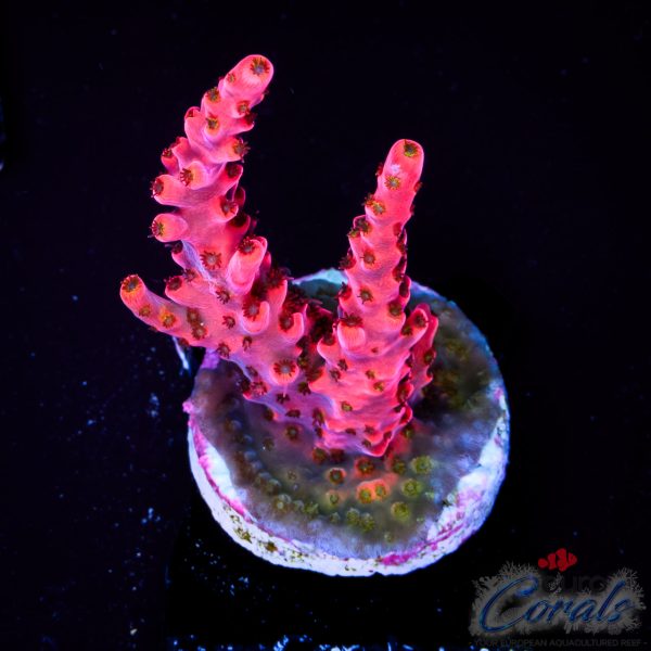 EC Balrog Demon Acro NEW