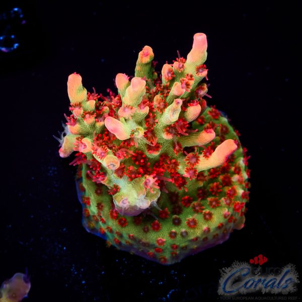 EC Red Devils Acro EX