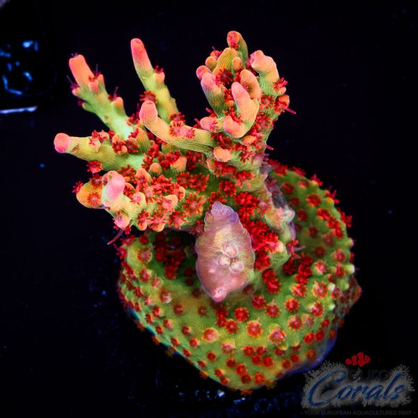 EC Red Devils Acro EX