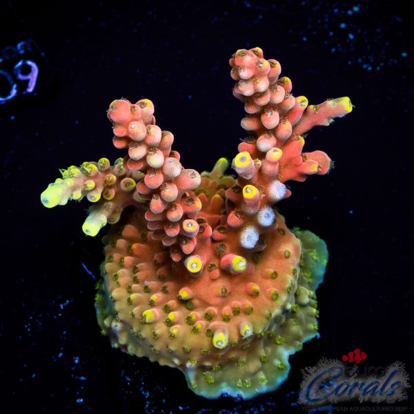 EC Akil’s CandyLand Acro EX