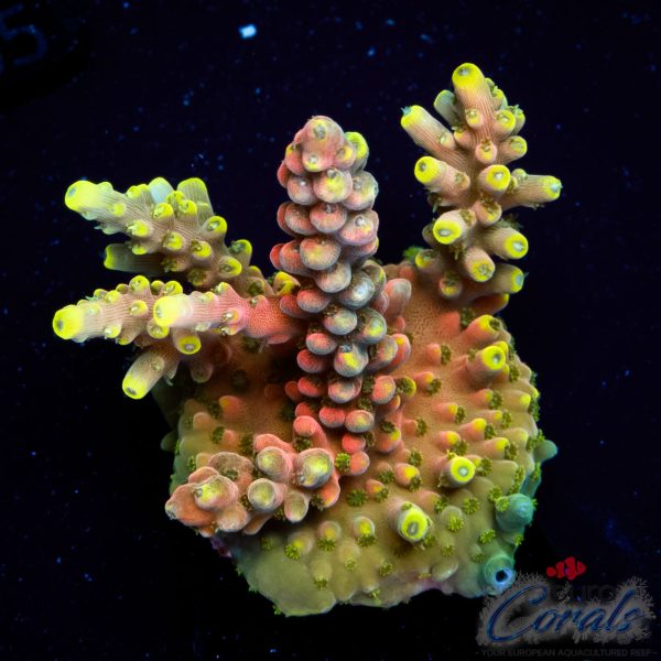 EC Akil’s CandyLand Acro EX