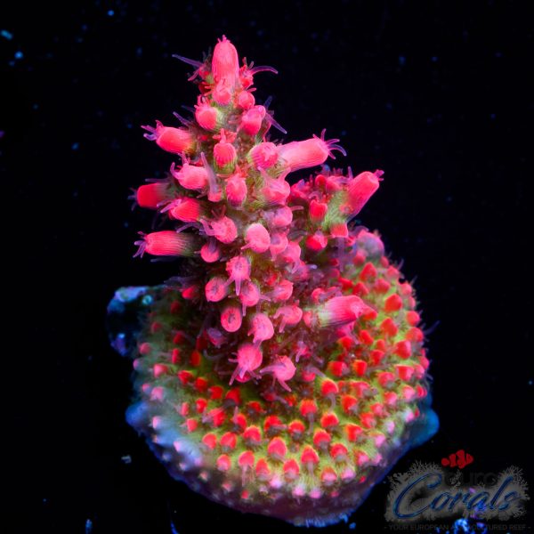 EC Akil’s Super Raspberry Acro