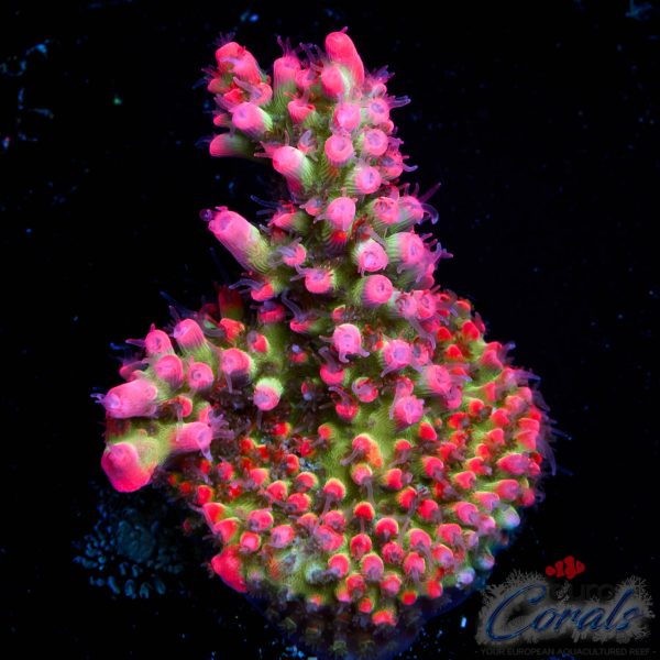 EC Akil’s Super Raspberry Acro