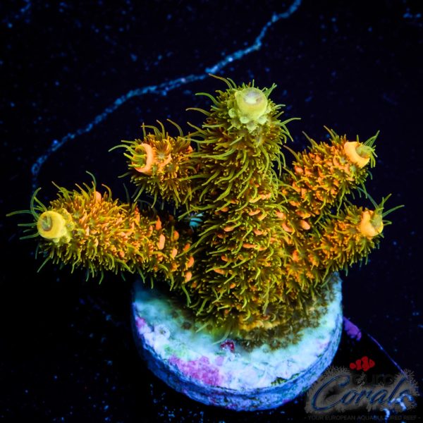 EC Rainbow Solar Flare Mille