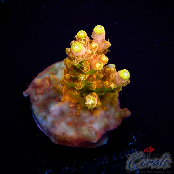 EC Akil’s Golden Jawdropper Acro