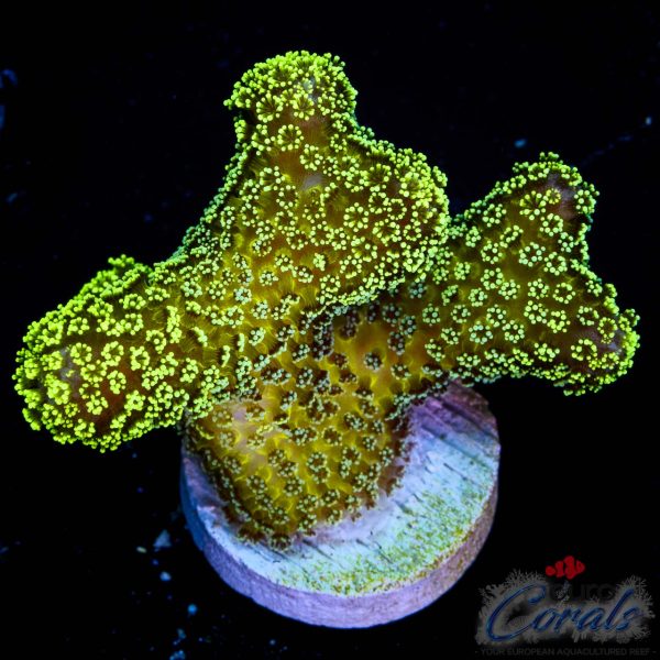 EC Sparkling Stars Stylo