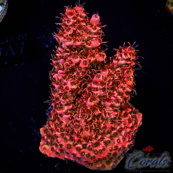 EC Jack Sparrow Acro NEW EX