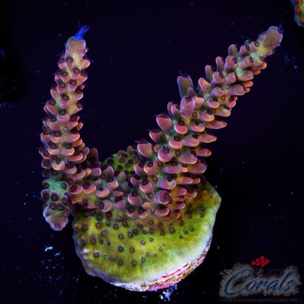 EC Rainbow Alebrije Acro