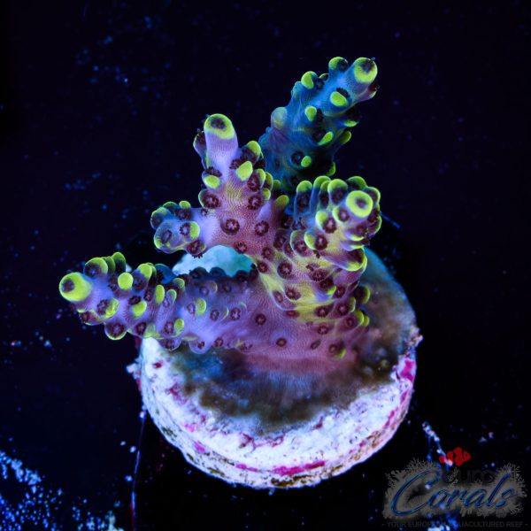 EC Akil’s BlackBerry Acro NEW